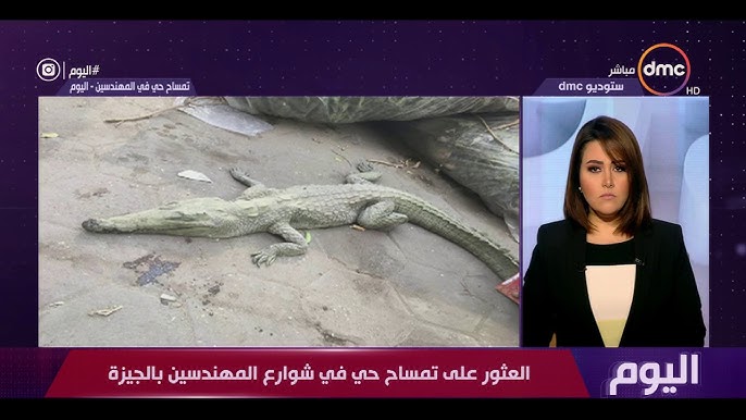 تمساح في شوارع حي مصري.. التفاصيل الكاملة للواقعة الغريبة - تمساح في شوارع حي مصري