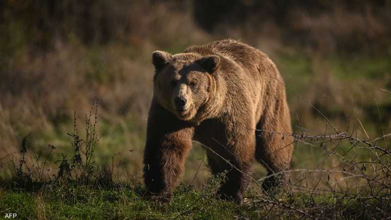 هجمات الدببة اليابان جنود يابانيون ينتشرون لمواجهة هجمات - هجمات الدببة اليابان
