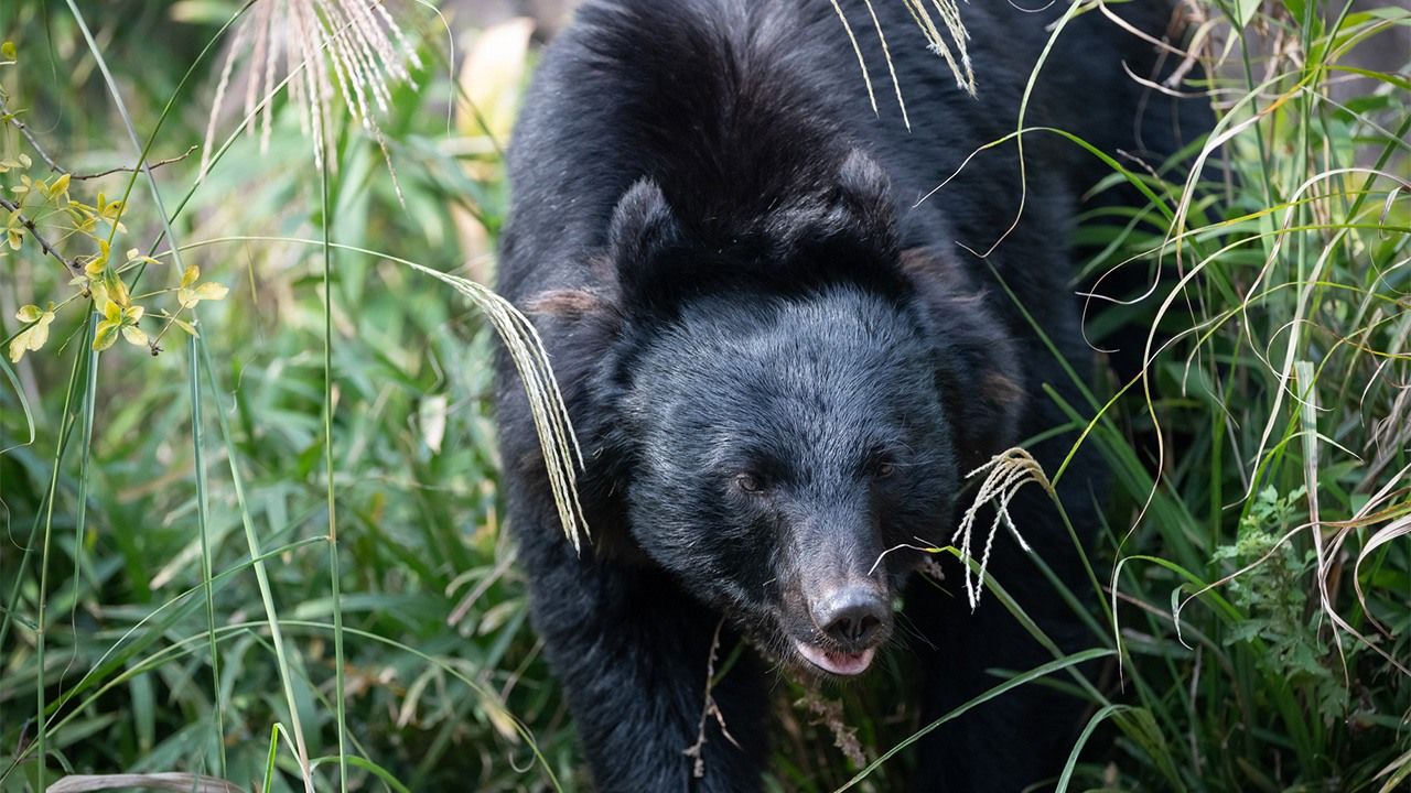 هجمات الدببة اليابان جنود يابانيون ينتشرون لمواجهة هجمات - هجمات الدببة اليابان