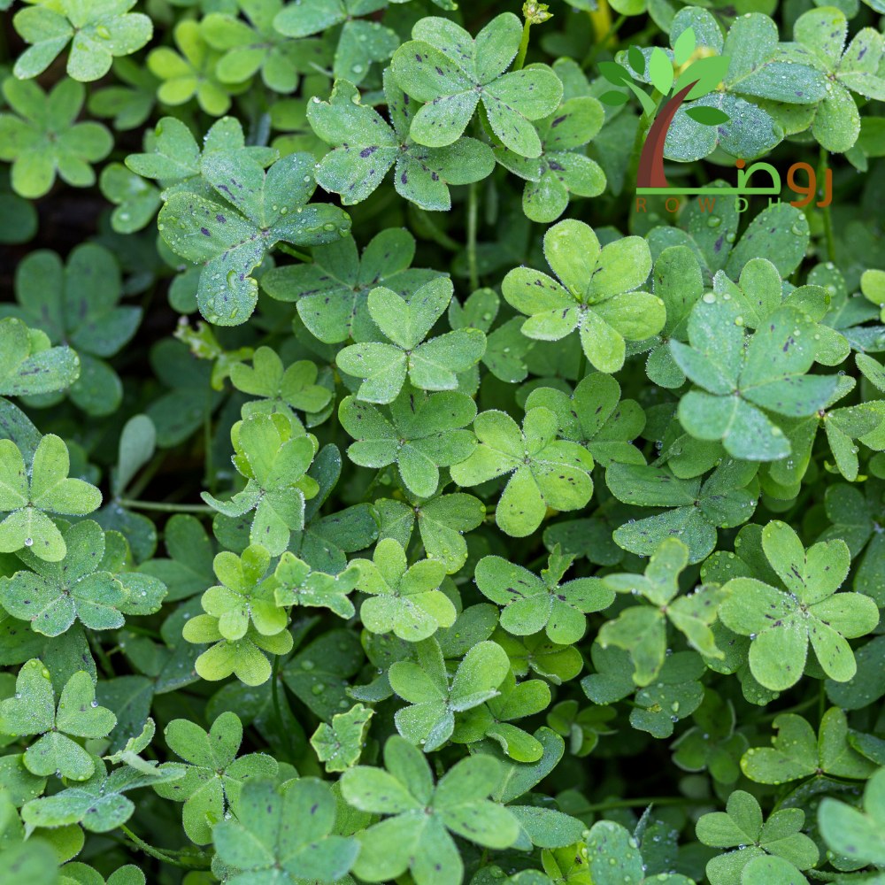 شكاوى تقرير NFL تواجه حماية قوانين العمل - شكاوى تقرير NFL