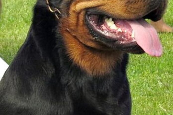 الحدود النهائية: لماذا لم يسجل رووت مئة في أستراليا؟