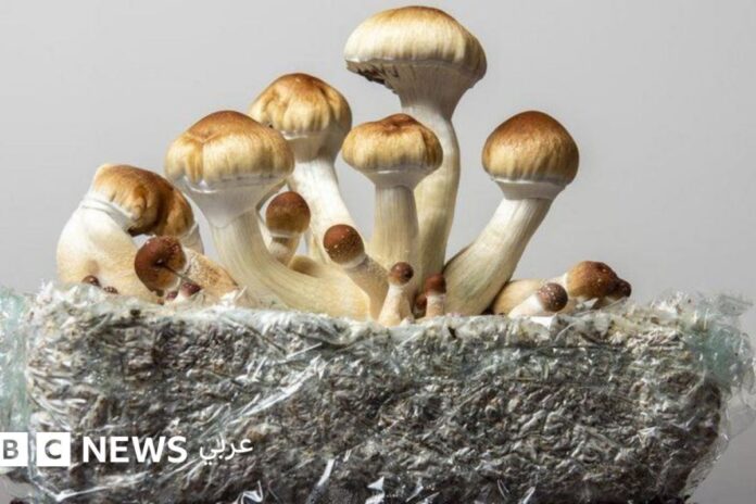 بولسونارو والهلوسة بولسونارو: تأثيرات الهلوسة للأدوية