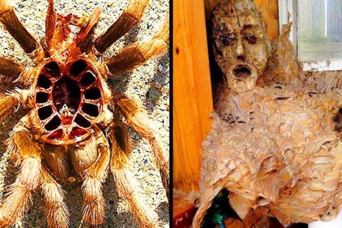 عرض “أشياء غريبة 5” الليلة، قد ترغب في تغيير خطط العشاء