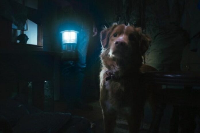 فيلم رعب مثير يرفضه المعجبون قادم إلى أمازون برايم