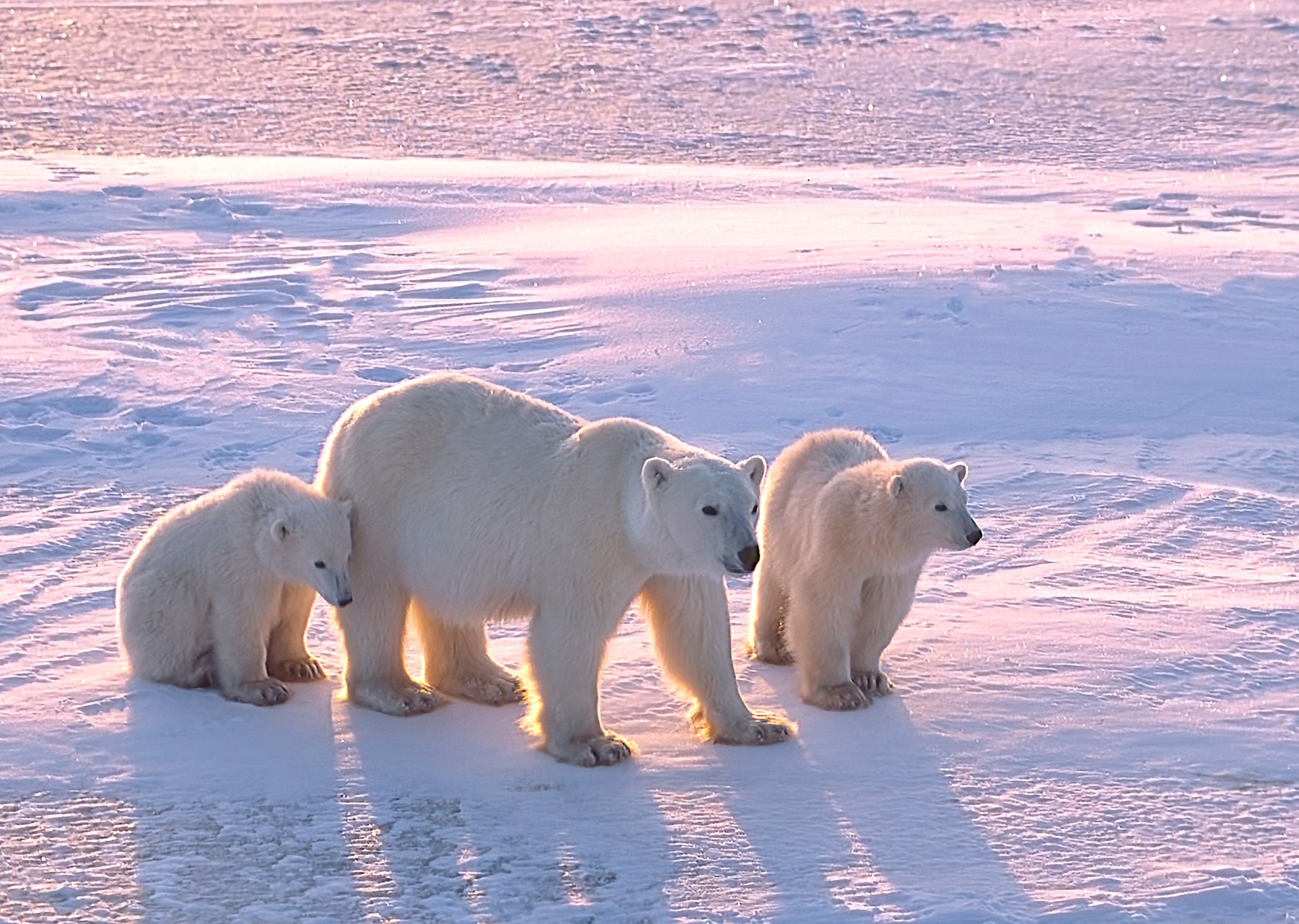 الدببة القطبية تعيد تشكيل جيناتها للبقاء في مناخ دافئ - الدببة القطبية