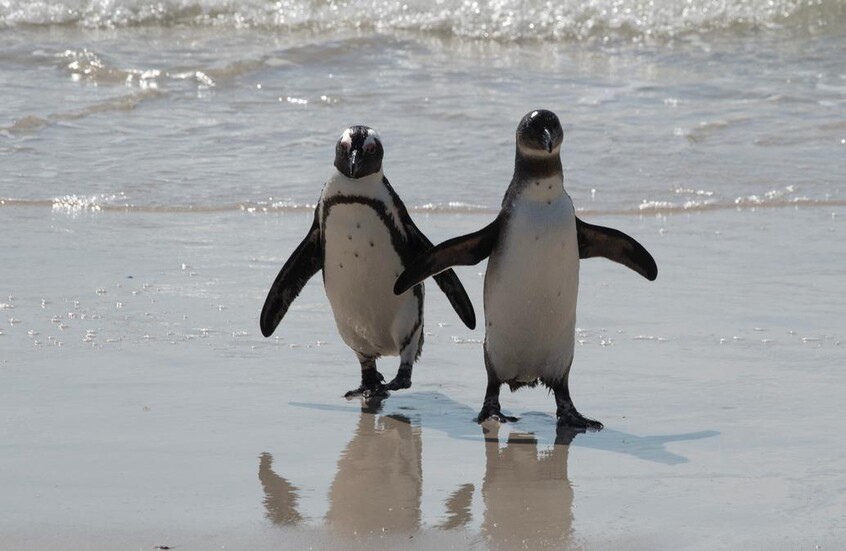 نفوق البطاريق دراسة تكشف سر 