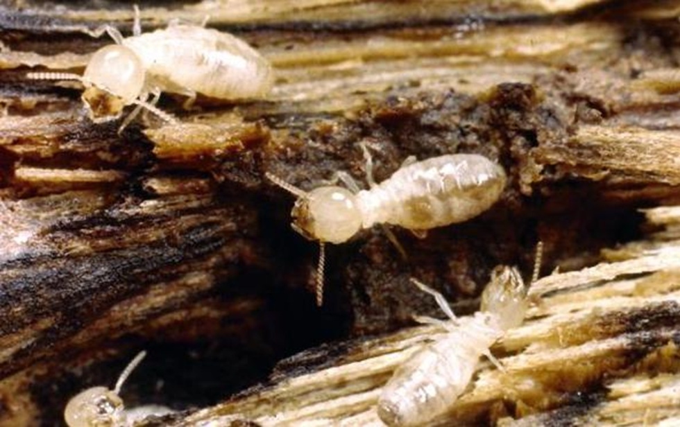 النمل الأبيض يثير الذعر في قرية مصرية بعد انهيار ثلاث منازل - النمل الأبيض