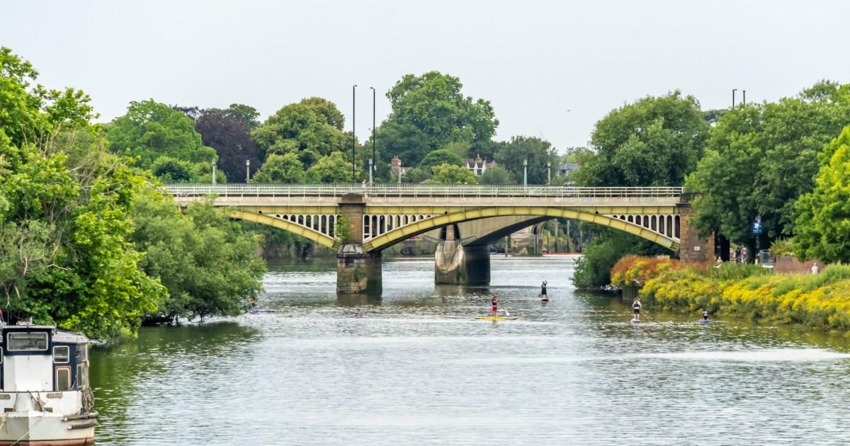 إساءة معاملة الحيوانات رجل مخمور يعترف بإلقاء قطط صغيرة من - إساءة معاملة الحيوانات