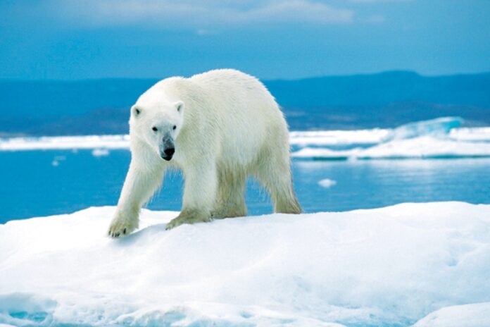 القطب الشمالي درجات الحرارة القطب الشمالي يسجل أعلى درجات