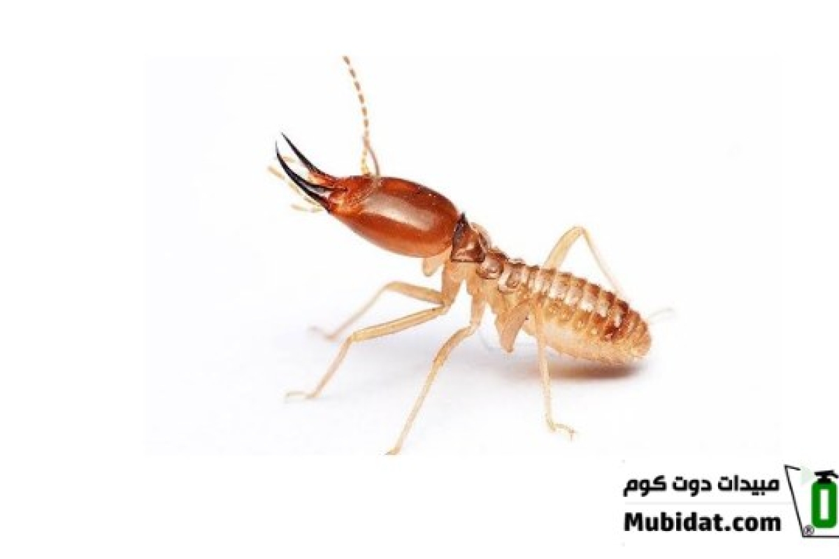 النمل الأبيض يثير الذعر في قرية مصرية بعد انهيار ثلاث منازل