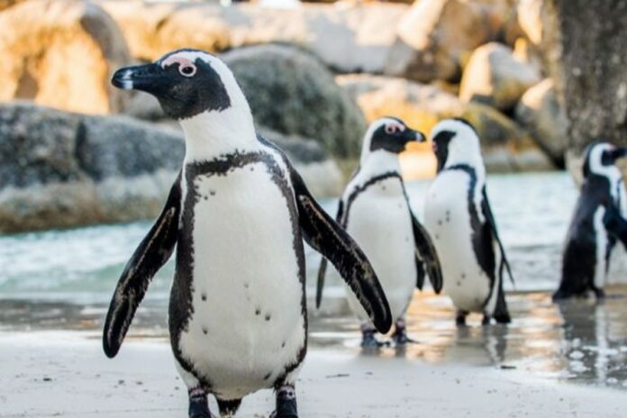 نفوق البطاريق دراسة تكشف سر “نفوق 60 ألف بطريق”.. أين وكيف