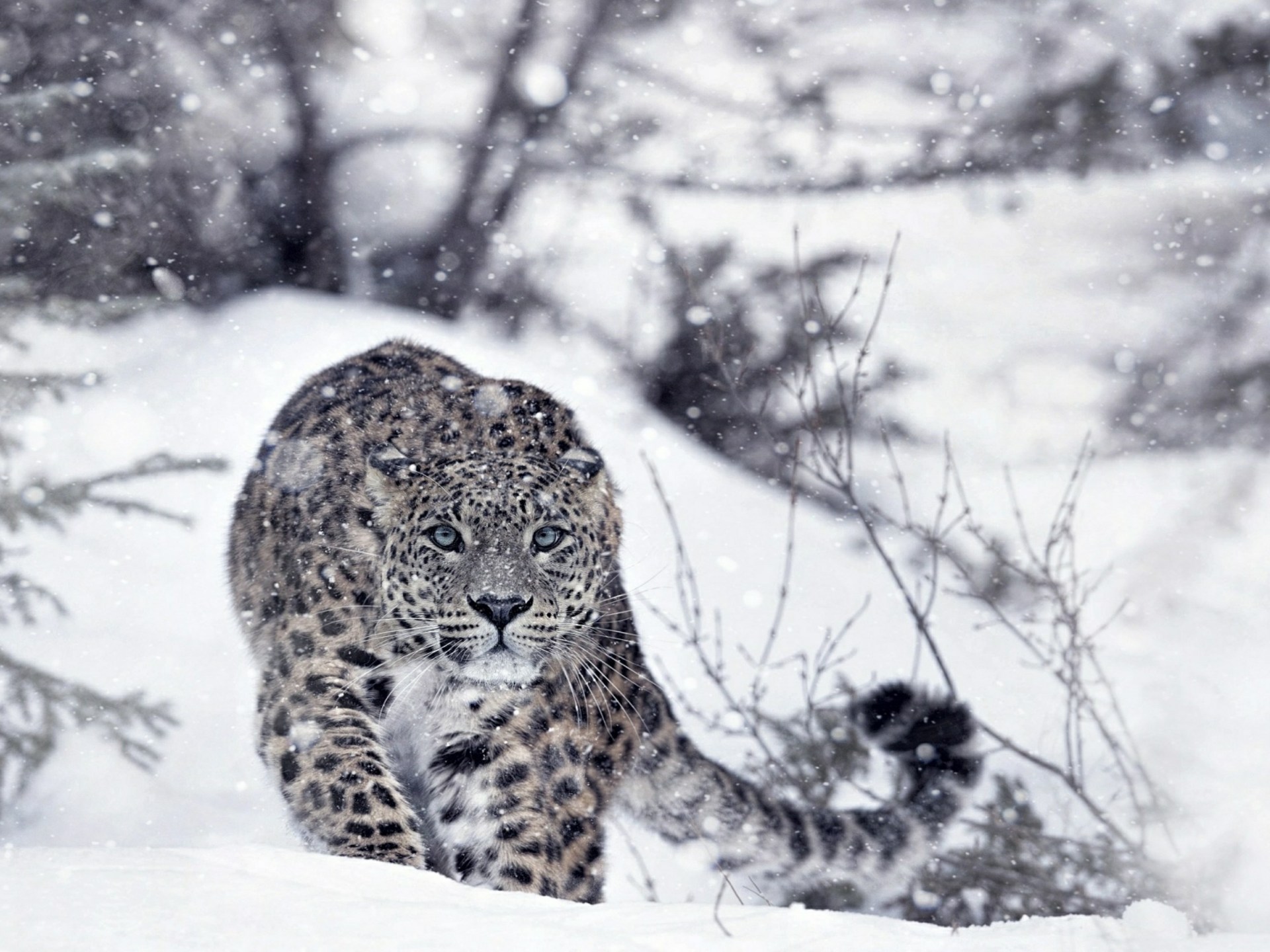 Snow-leopard-2-1769529568