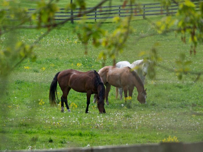 shutterstock_1799566312