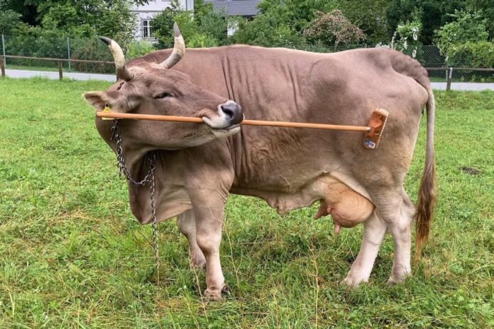 بقرة فيرونيكا: ذكاء غير متوقع يدهش الباحثين