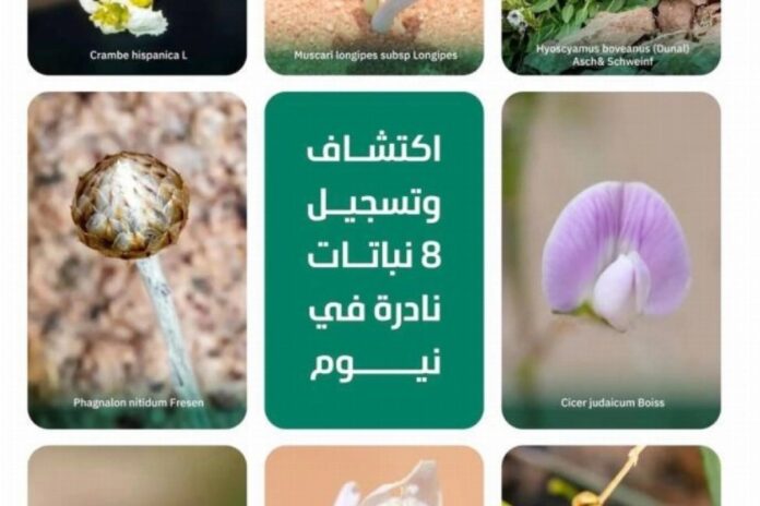 سعودية الغد: رؤية جديدة نحو مستقبل مشرق