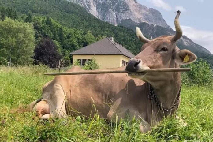 فيرونيكا: بقرة موهوبة تكسر حدود الذكاء الحيواني