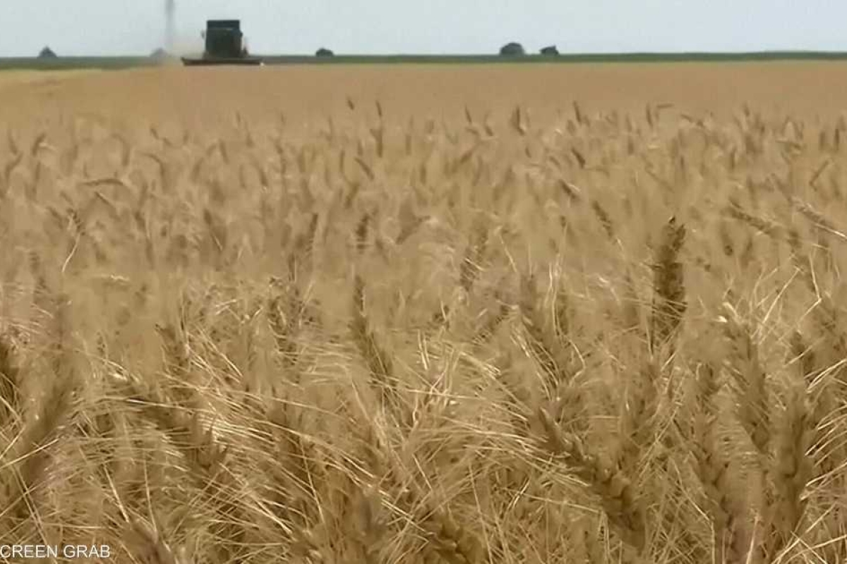 لماذا عادت الدول لتخزين الغذاء في زمن الأزمات؟