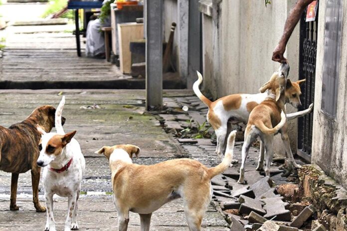 مأساة في الجغبوب: طفلة تفقد حياتها بسبب كلاب ضالة