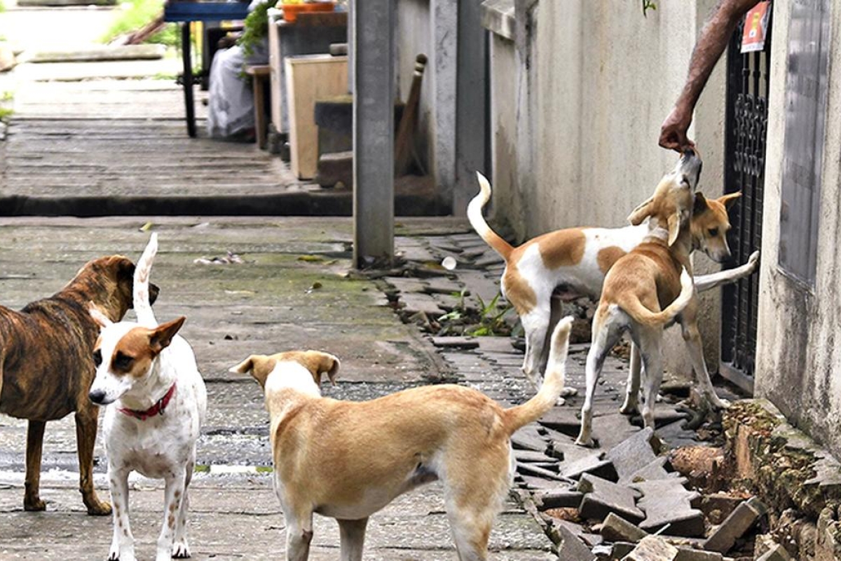 مأساة في الجغبوب: طفلة تفقد حياتها بسبب كلاب ضالة