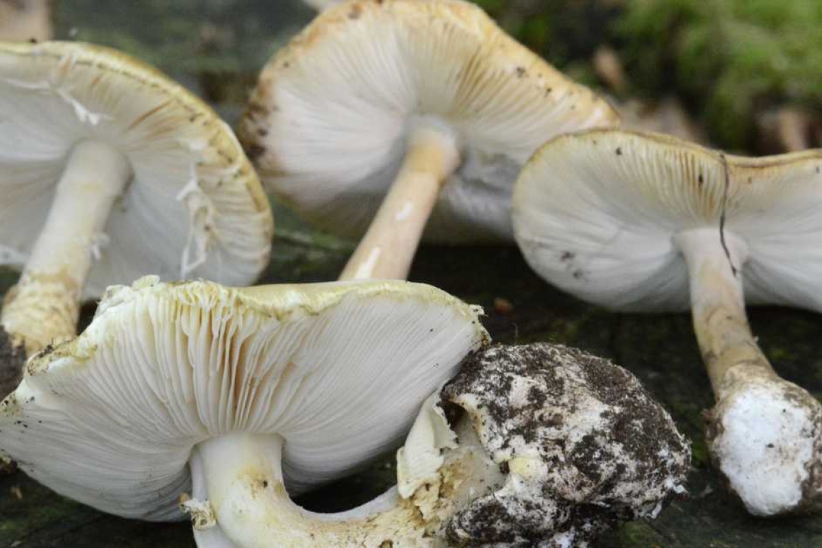 تحذيرات من فطر قاتل في كاليفورنيا: وفيات وزرع كبد